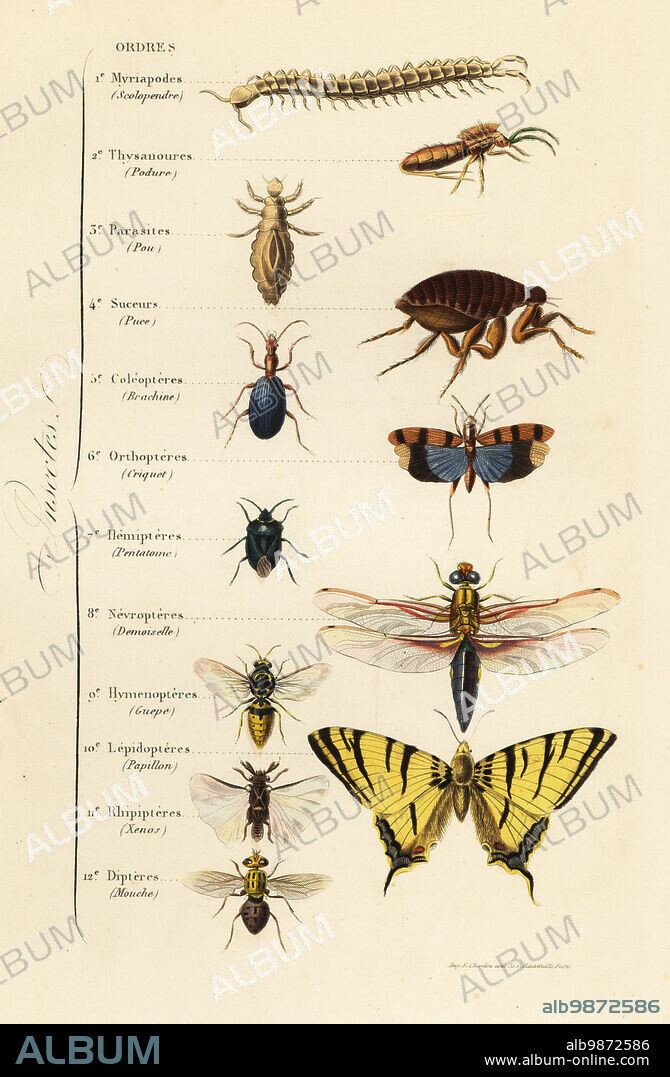 Orders of Insects. Centipede, bristletail, louse, flea, beetle, cricket, shield bug, green lacewing, wasp, rhipipter, butterfly, and fly, Scolopendre, Podure, Pou, Puce, Brachine, Criquet, Pentatome, Demoiselle, Guepe, Papillon, Xenos, Mouche. Handcoloured steel engraving printed by F. Chardon from Achille Comtes Musee dHistoire Naturelle, Museum of Natural History, Gustave Hazard, Paris, 1854.