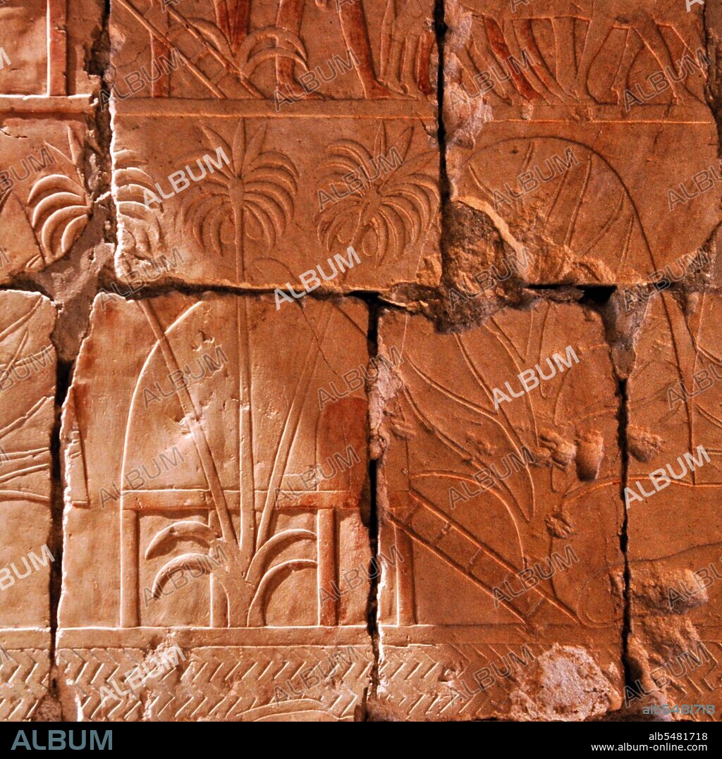 Hatshepsut established the trade networks that had been disrupted during the Hyksos occupation of Egypt during the Second Intermediate Period, thereby building the wealth of the eighteenth dynasty. She oversaw the preparations and funding for a mission to the Land of Punt. The expedition set out in her name with five ships, each measuring 70 feet (21 m) long bearing several sails and accommodating 210 men that included sailors and 30 rowers. Many trade goods were bought in Punt, notably myrrh. Most notably, however, the Egyptians returned from the voyage bearing thirty-one live myrrh trees, the roots of which were carefully kept in baskets for the duration of the voyage. This was the first recorded attempt to transplant foreign trees. It is reported that Hatshepsut had these trees planted in the courts of her Deir el Bahri mortuary temple complex. She had the expedition commemorated in relief at Deir el-Bahri, which also is famous for its realistic depiction of the Queen of the Land of Punt, Queen Iti, who appears to have had a genetic trait called steatopygia (a large amount of fat accumulating around the buttocks). Hatshepsut also sent raiding expeditions to Byblos and Sinai shortly after the Punt expedition.