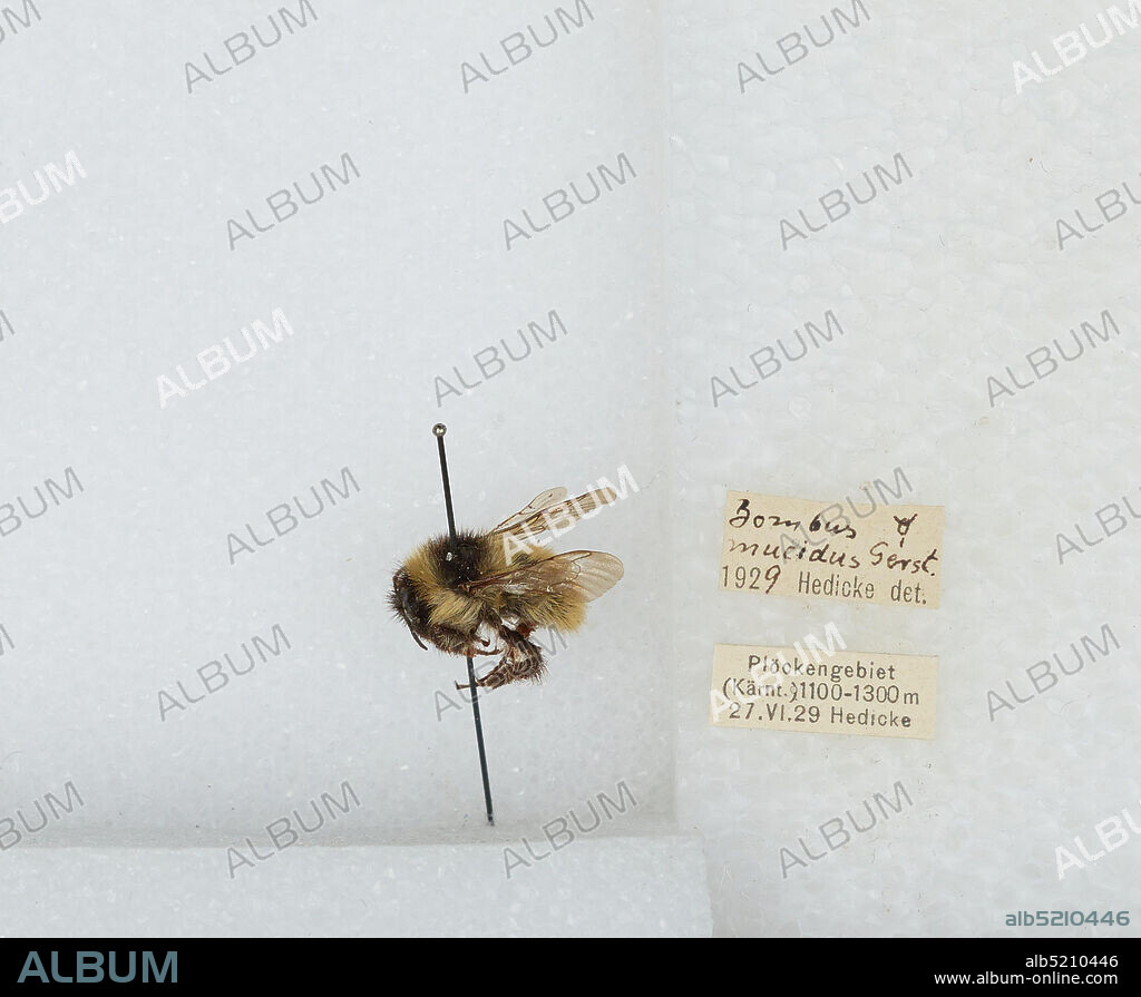 Plöckengebiet Kärnten, Austria, Bombus (Mucidobombus) mucidus Gerstäcker, Animalia, Arthropoda, Insecta, Hymenoptera, Apidae, Apinae.