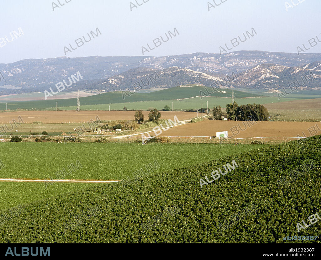 Vista del paisaje agrícola con la Sierra Momia en segundo término. Benalup. Provincia de Cádiz. Andalucía. España.