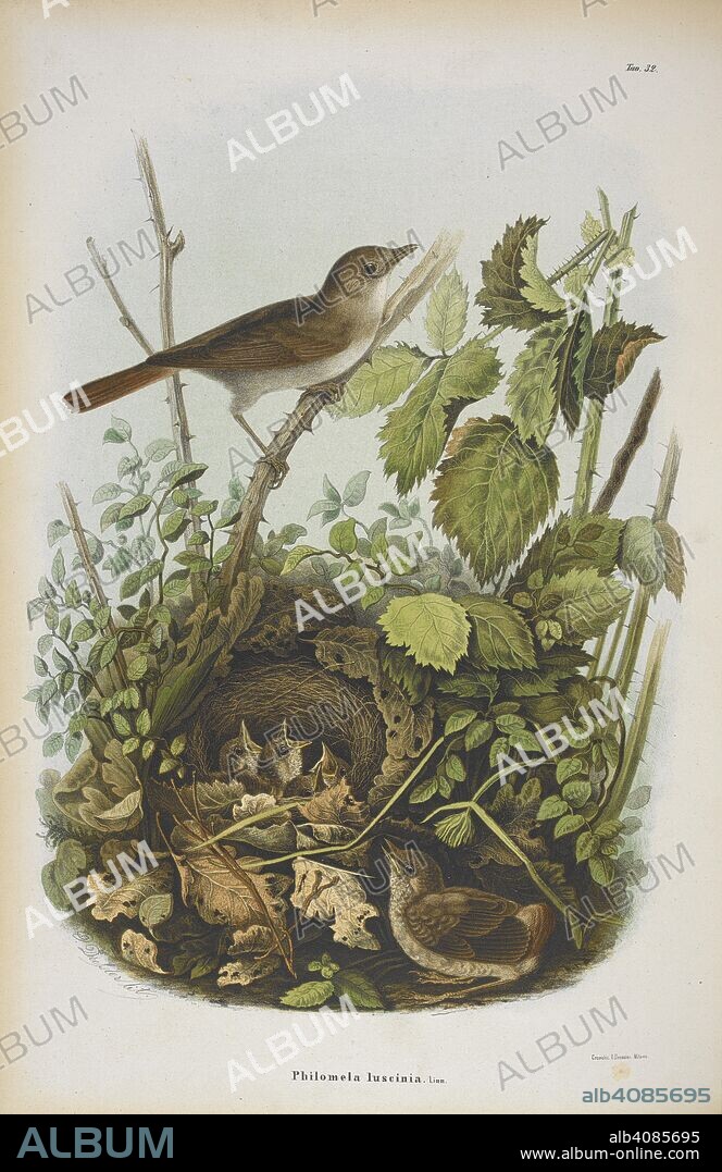 O DRESSLER. Luscinia Philomela. Nightingale. Storia naturale degli uccelli che nidificano in Lombardia, ad illustrazione della raccolta ornitologica dei fratelli Ercole ed Ernesto Turati ... Con tavole litografate e colorate, prese dal vero da O. Dressler. [Natural history of birds that nest in Lombardy, to illustrate the ornithological collection of the brothers Ercole and Ernesto Turati ... With tables and colored lithographed, taken from life by O. Dressler.]. Milano, 1865, 71. Source: 1822.c.6 plate 32. Language: Italian.