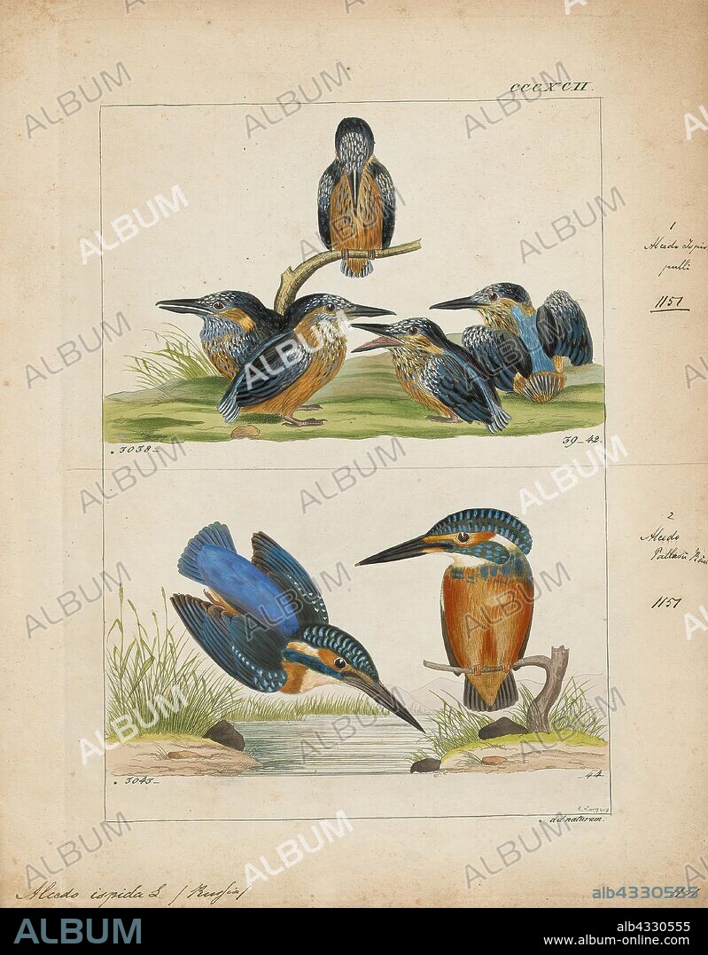 Alcedo ispida, Print, The common kingfisher (Alcedo atthis) also known as the Eurasian kingfisher, and river kingfisher, is a small kingfisher with seven subspecies recognized within its wide distribution across Eurasia and North Africa. It is resident in much of its range, but migrates from areas where rivers freeze in winter., 1820-1863.