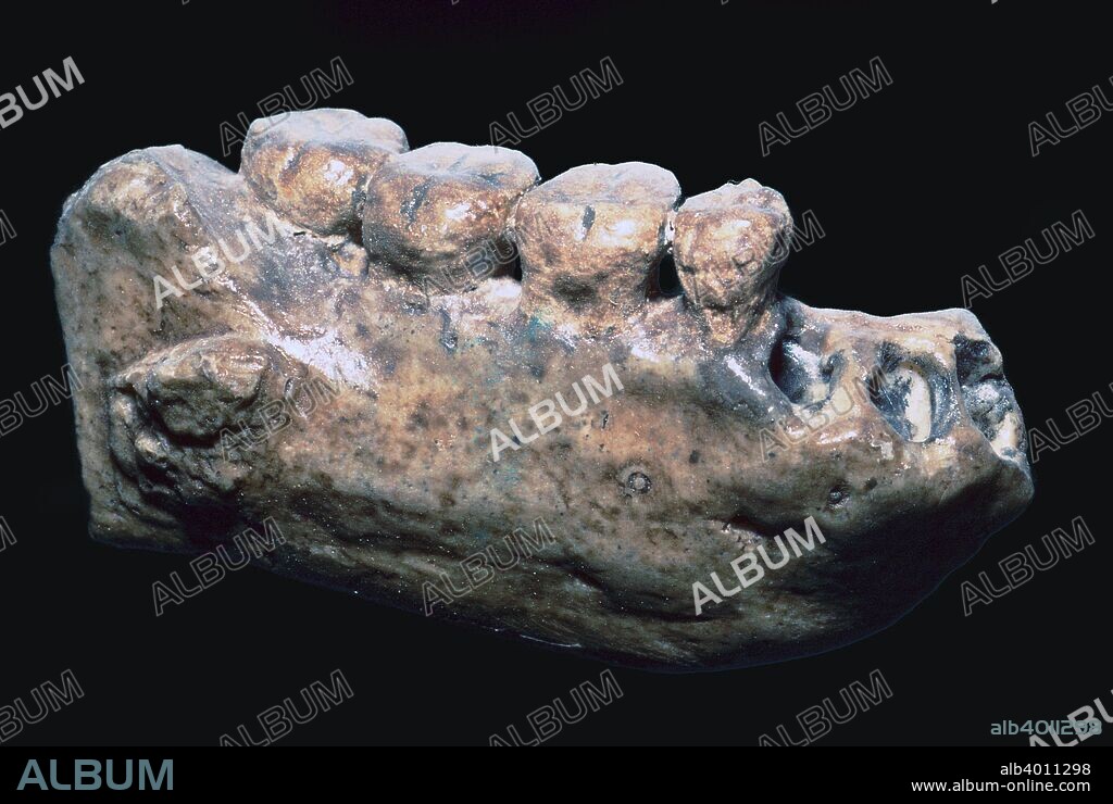Jaw and teeth of Java Man (Homo Erectus) from Sangiran, Java.