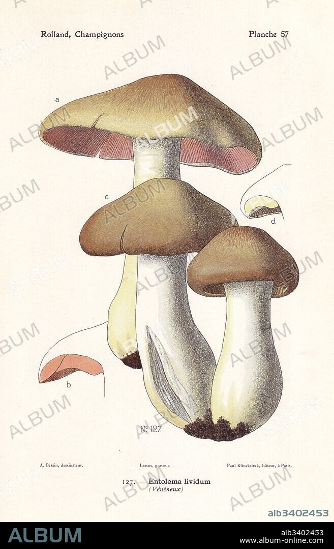 Livid entoloma or livid agaric, Entoloma sinuatum (Entoloma lividum). Chromolithograph by Lassus after an illustration by A. Bessin from Leon Rolland's Guide to Mushrooms from France, Switzerland and Belgium, Atlas des Champignons, Paul Klincksieck, Paris, 1910.