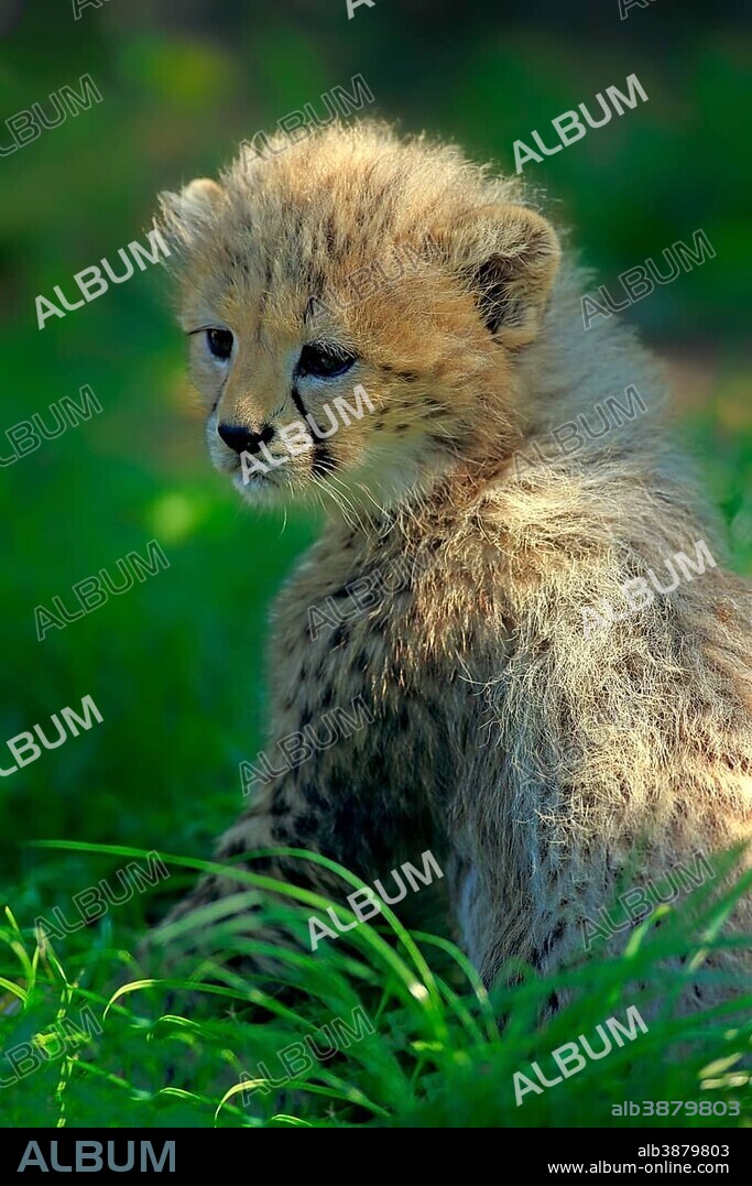 Sudan cheetah (Acinonyx jubatus soemmeringii), young animal in the grass, seven weeks old, occurrence Sudan, captive.
