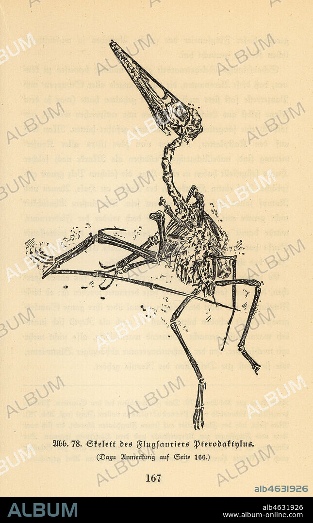 Fossil skeleton of an extinct Pterodactyl. Illustration from Wilhelm Bolsches Das Leben der Urwelt, Prehistoric Life, Georg Dollheimer, Leipzig, 1932.
