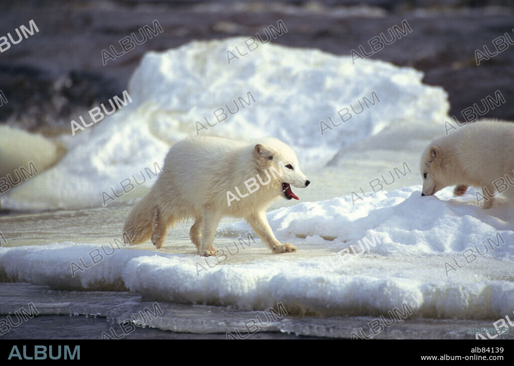LOS REYES DEL ARTICO, 2007 (ARCTIC TALE), dirigida por SARAH ROBERTSON. Copyright NATIONAL GEOGRAPHIC.