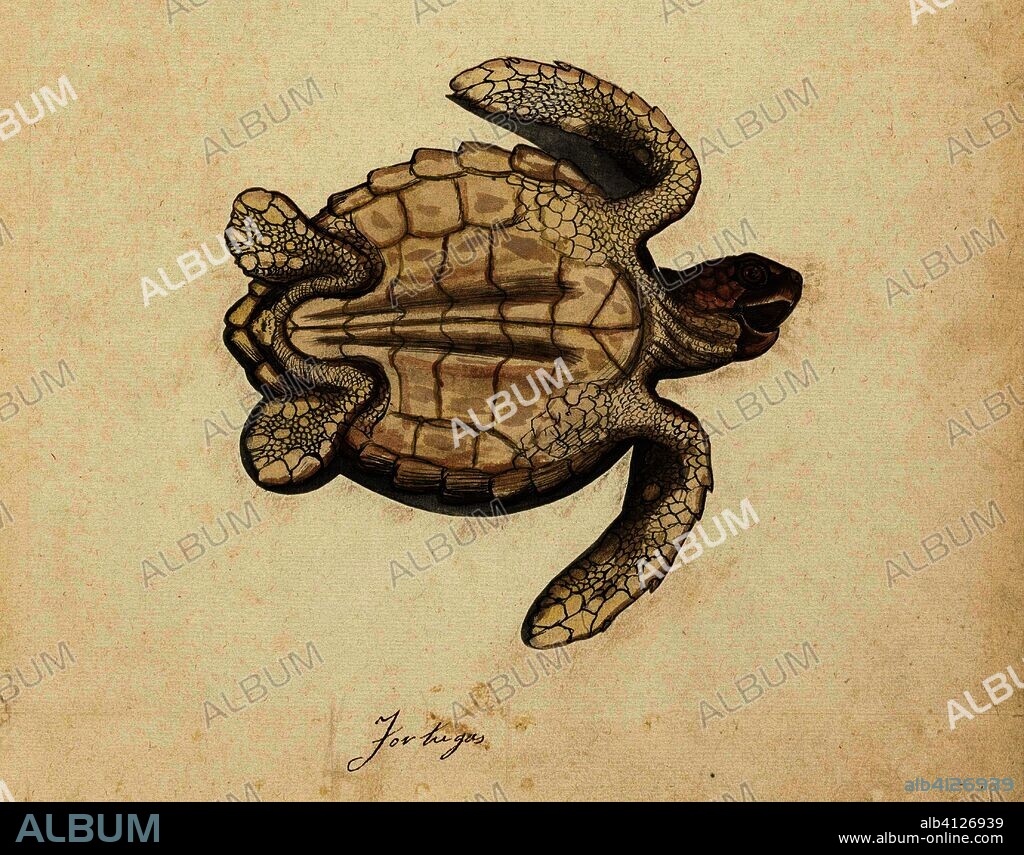 Zeeschildpad. Tortugas (title on object). Lombard album (series title). Draughtsman: anonymous. Dating: 1560 - 1585. Place: Nederlanden. Measurements: h 166 mm × w 170 mm × h 430 mm × w 300 mm.