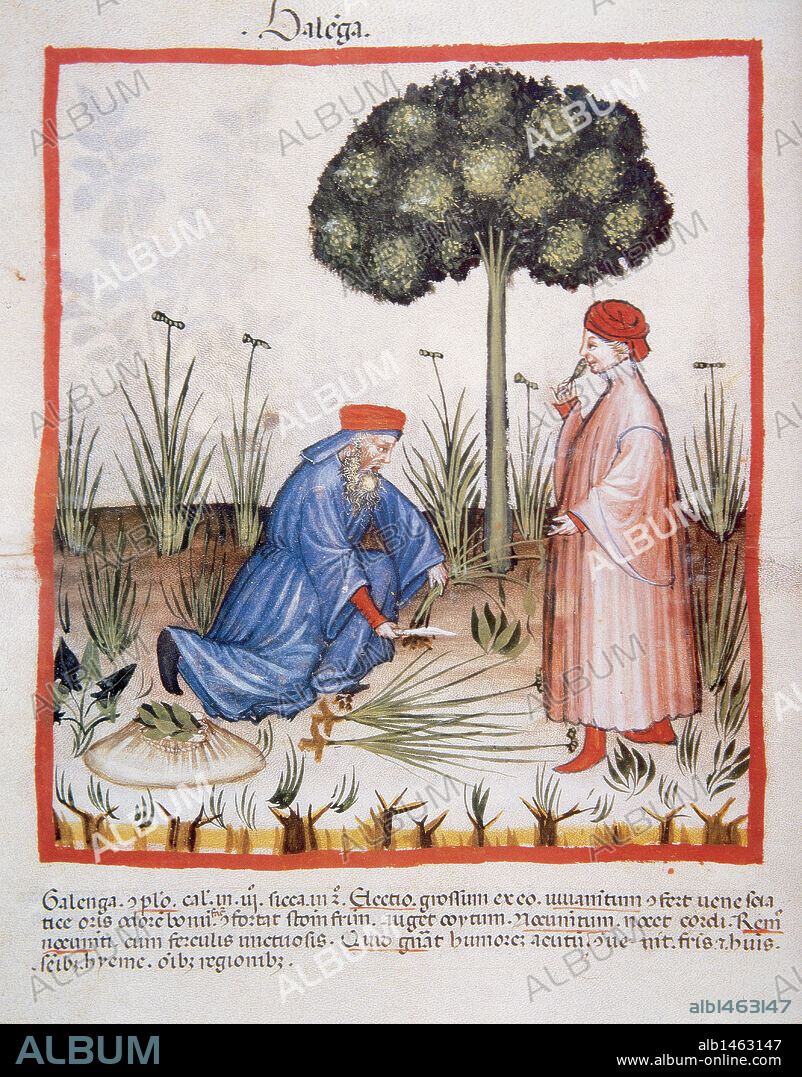 TACUINUM SANITATIS. Manual medieval de salud, fechado antes del año 1400, basado en observaciones de orden medicinal que detalla los aspectos más importantes de los alimentos, bebidas y vestuario. "HOMBRES RECOGIENDO JUNCIA". Miniatura, folio 32v.