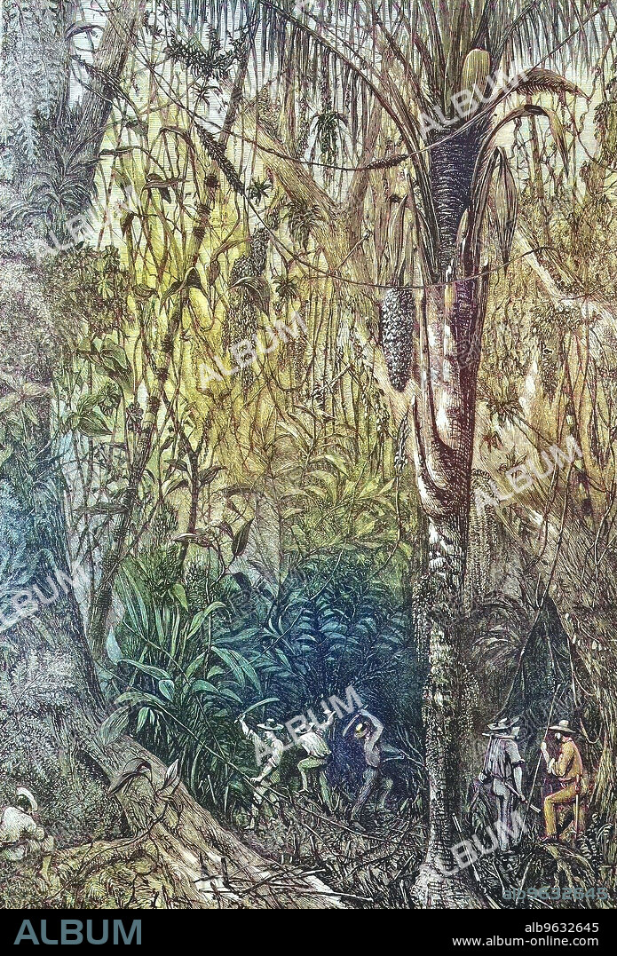 the breakthrough of the road to Nicaragua into the Miskito Reserve, through a virgin forest, 1867, expedition of Captain Bedford-Pim, Historical, digitally restored reproduction of an original artwork from the 19th century, exact original date unknown.
