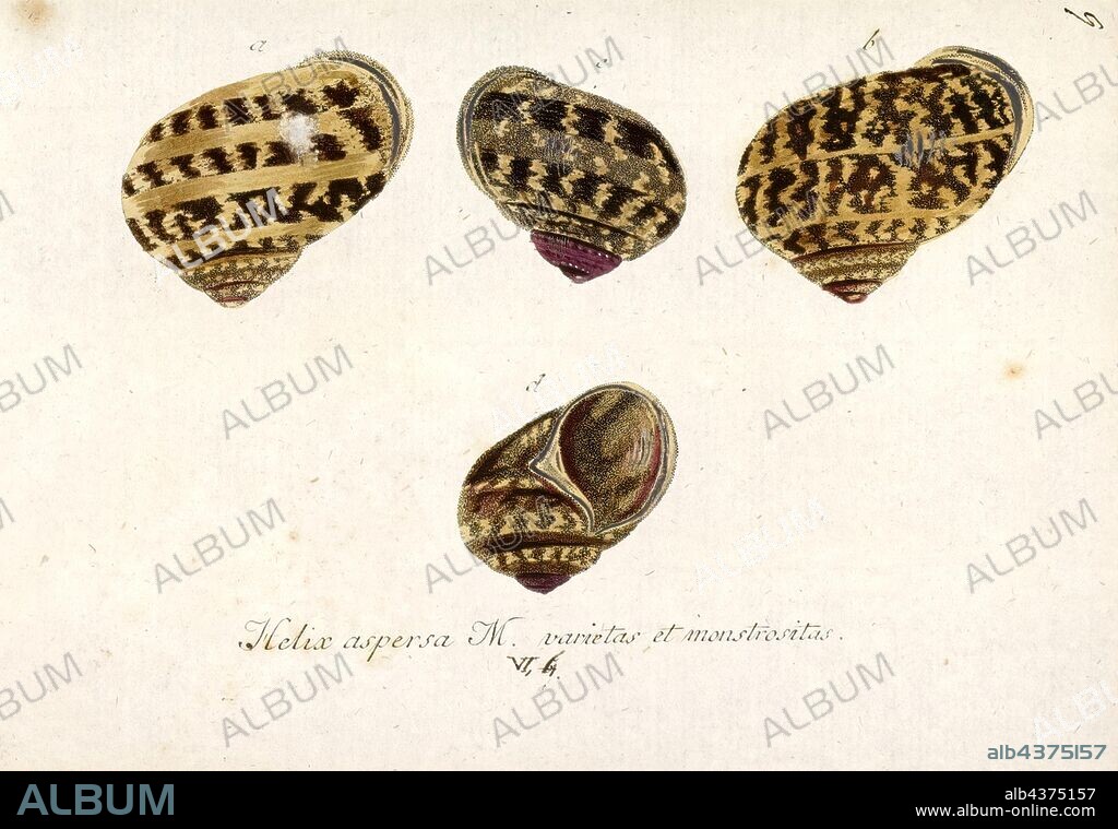 Helix aspersa, Print, Cornu aspersum, known by the common name garden snail, is a species of land snail. As such it is a terrestrial pulmonate gastropod mollusc in the family Helicidae, which includes some of the most commonly familiar land snails. Of all terrestrial molluscs, this species may well be the most widely known. In English texts it was classified under the name Helix aspersa for over two centuries, but the prevailing classification now places it in the genus Cornu.