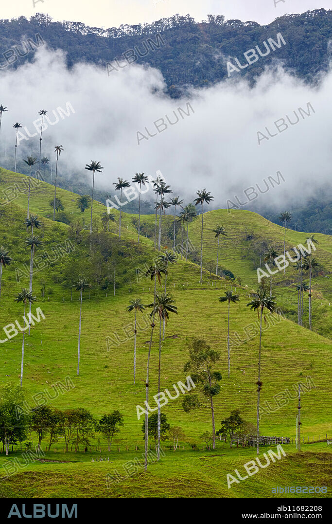 Palma de Cera del Quindío (Ceroxylon quindiuense), Valle del Cocora, Salento, Quindio, Colombia, South America.