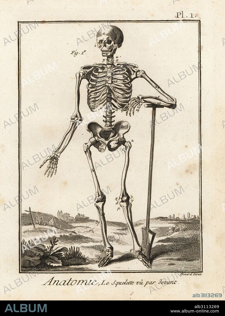 Human skeleton viewed from the front, leaning on a spade. Copperplate engraving by Robert Benard after an illustration by Andreas Vesalius from Denis Diderot's Encyclopedia, Pellet, Geneva, 1779.