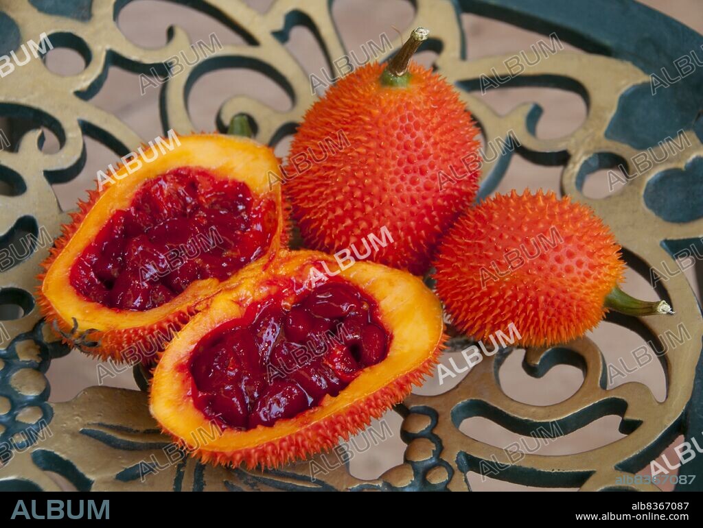 Thailand: Gac fruit (<i>Momordica cochinchinensis</i>), Chiang Mai, northern Thailand.<br/><br>. Gc (<i>Momordica cochinchinensis</i>), originally discovered in Vietnam, is a type of perennial melon grown throughout Southeast Asia and Northeastern Australia. Gc is notable for its orange-reddish color resulting from its rich content of beta-carotene and lycopene.
