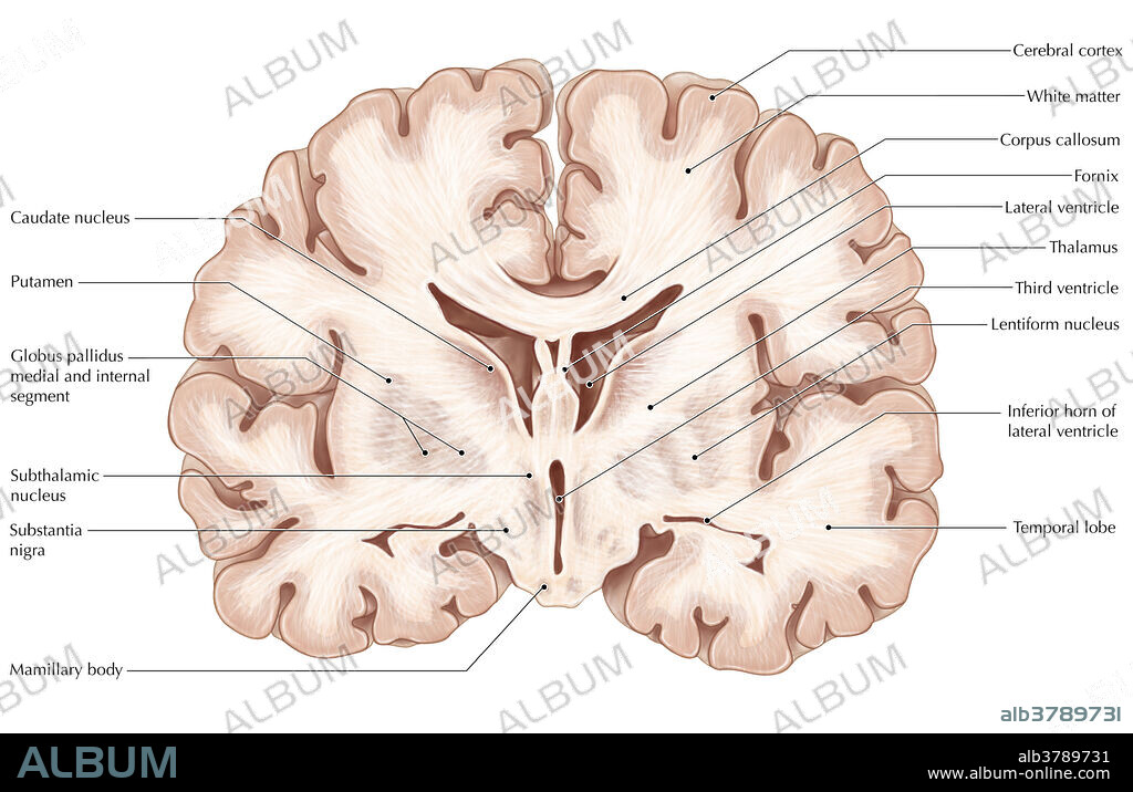 An illustration of a coronal (frontal) section of the brain, with labelled structures.