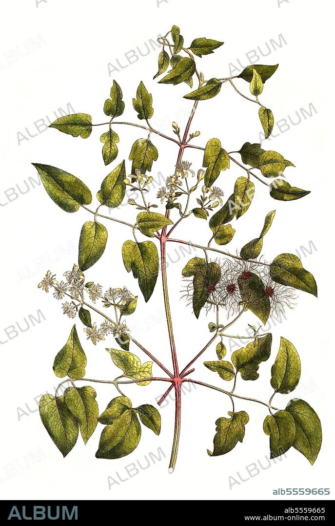 Gewöhnliche Waldrebe (Clematis vitalba), auch Echte oder Gemeine Waldrebe, digital restaurierte Reproduktion einer Originalvorlage aus dem 19. Jahrhundert, genaues Originaldatum nicht bekannt.