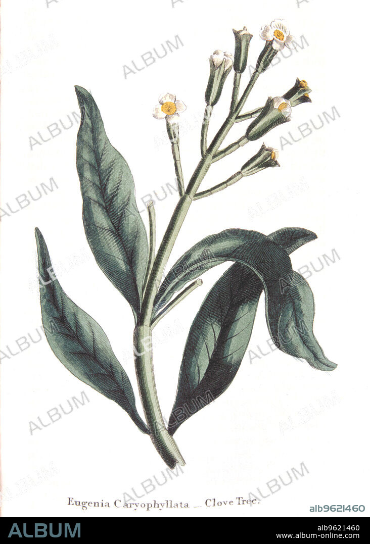 Eugenia caryophyllata - clove tree, 1823. A plant native to the Moluccas or Spice Islands, Indonesia. The Dutch controlled the trade during the 1600s, but in the 1700s the French smuggled out plants and broke their monopoly.