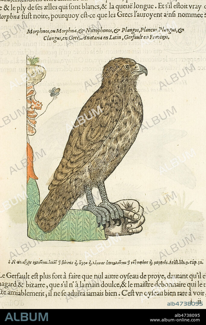 Gerfault sur le bras d'un fauconnier - L'Histoire de la Nature des Oyseaux avec leurs descriptions et naifs portraicts retirez du naturel, par Pierre BELON , edition originale, 1555. Premier livre d'ornithologie scientifique francais, 16eme. Gravure - Credit MIGNY/KHARBINE TAPABOR.