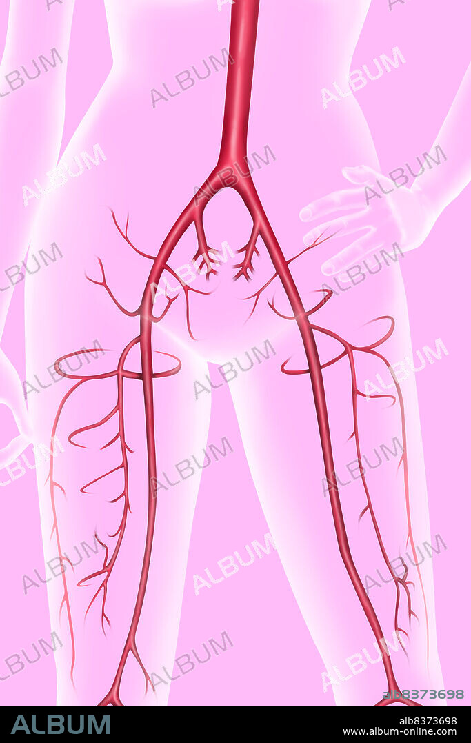 Arteries of the pelvis and thigh.. The abdominal aorta diverges, at the level of the pelvis, into two common iliac arteries, right and left. The common iliac artery then divides itself into internal iliac arteries (or hypogastric, irrigating the structures of the pelvis) and external iliac arteries (towards the thigh). Once outside the pelvis, the external iliac artery becomes the common femoral artery, that rapidly gives birth to the deep femoral artery (irrigating the structures of the thigh). The part of the femoral artery located after the branch point with the deep femoral artery is named superficial femoral artery ; the later goes all along the thigh towards the knee. The deep femoral artery gives various collateral arteries, among which the anterior circumflex artery (also named lateral circumflex artery or external circumflex artery).. See image 1165707 for a masculine silhouette.