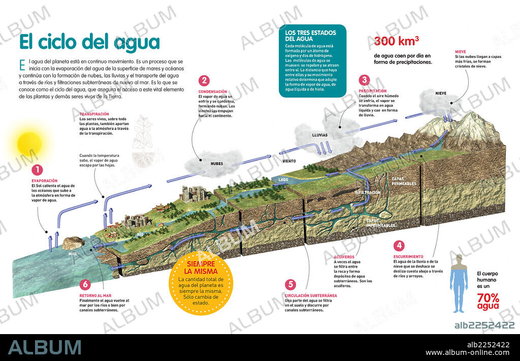 El ciclo del agua. Infografía sobre el ciclo del agua, sus fases y los diferentes estados por los que pasa.