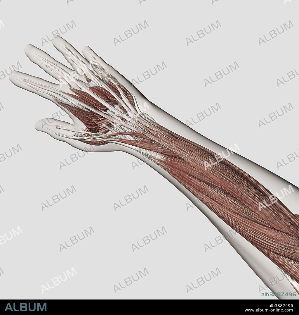 Muscle anatomy of human arm and hand.