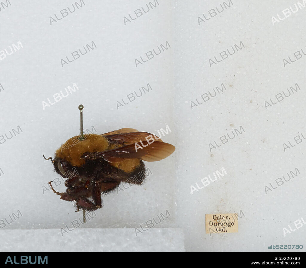 Durango, La Plata, Colorado, United States, Bombus (Bombus) nevadensis Cresson, 1874, Animalia, Arthropoda, Insecta, Hymenoptera, Apidae, Apinae.