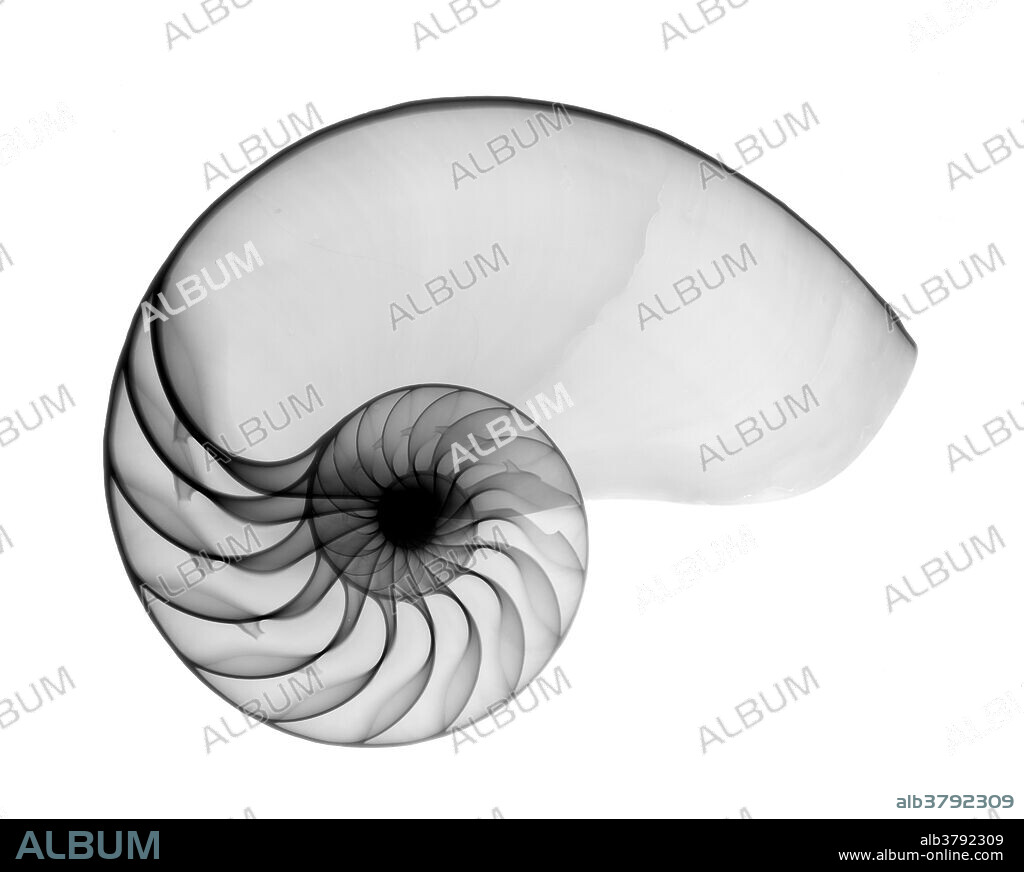 X-ray of nautilus shell.
