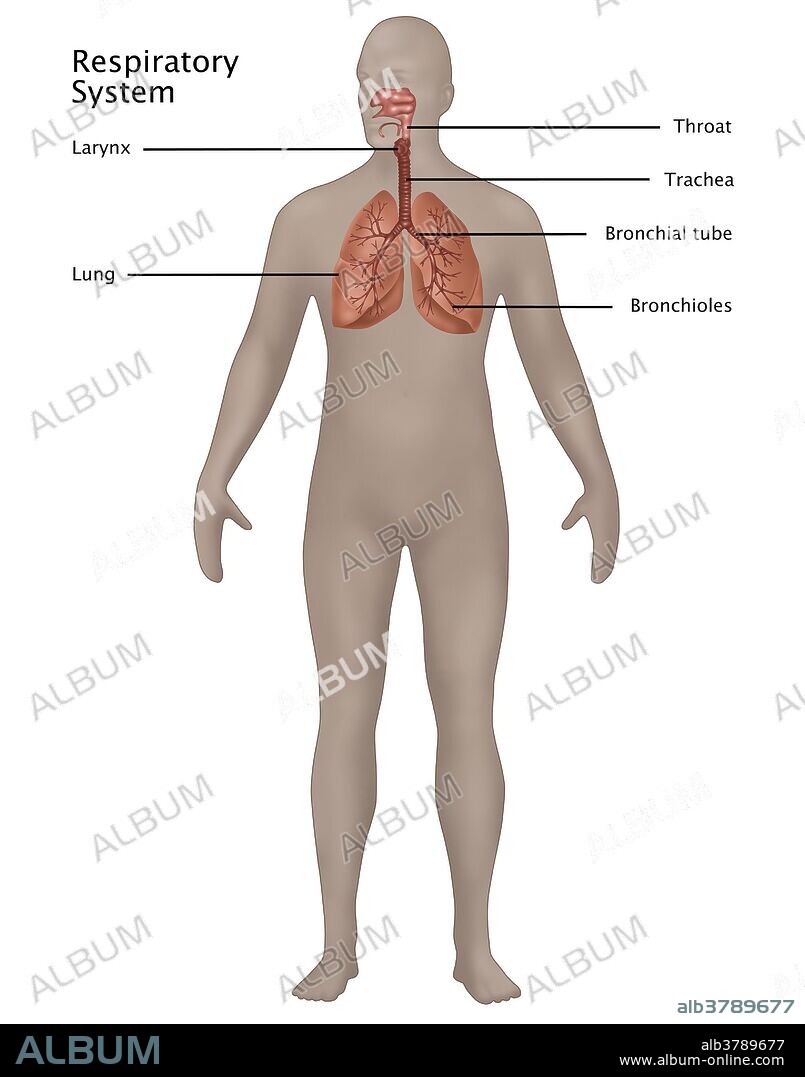 Illustration of the nervous system in the male anatomy. Labeled from top to bottom are: throat, larynx, trachea, bronchial tube, lung, and bronchioles.