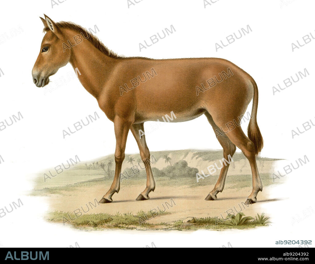 The Syrian wild ass (Equus hemionus hemippus), less commonly known as a hemippe, an achdari, or a Mesopotamian or Syrian onager, is an extinct subspecies of onager native to the Arabian peninsula and surrounding areas. It was the smallest equine and could not be domesticated. Its coloring changed with the seasons. Illustration by Georges Severeyns, 1869.