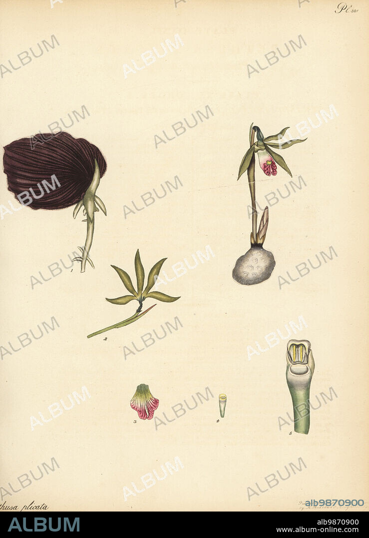 Shield orchid, Nervilia plicata. Plaited-leaved arethusa, Arethusa plicata. From the East Indies, in the James Vere herbarium collection, Kensington Gore. Copperplate engraving drawn, engraved and hand-coloured by Henry Andrews from his Botanical Register, Volume 5, self-published in Knightsbridge, London, 1803.