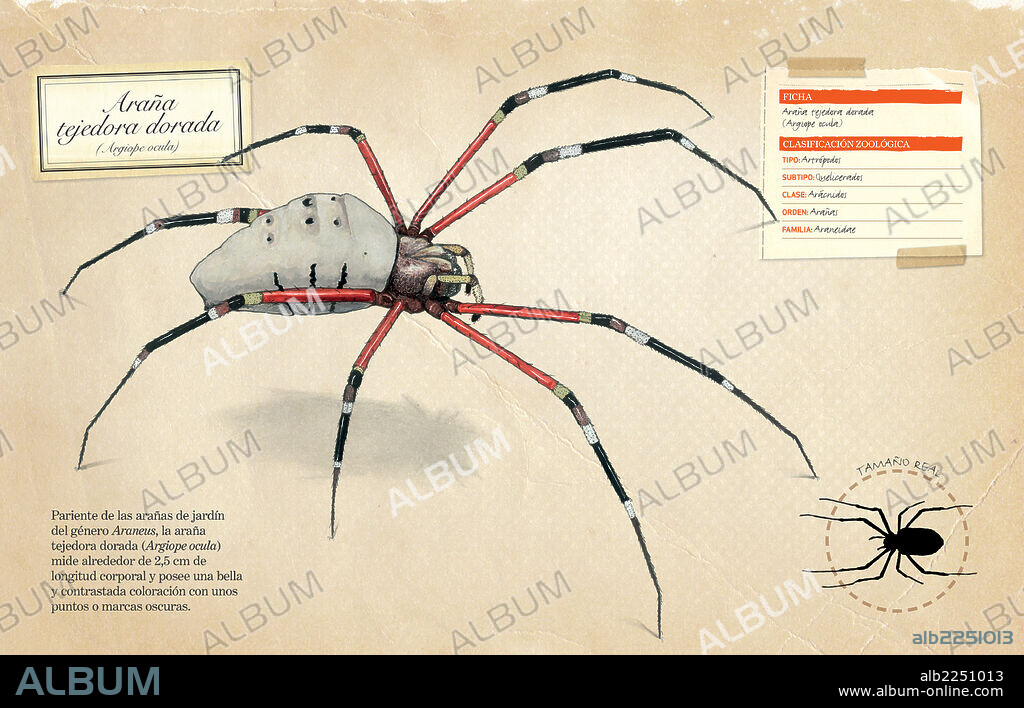 Golden orb-weaver spider. Fact sheet and zoological classification of Golden orb-weaver spider (Argiope ocula).