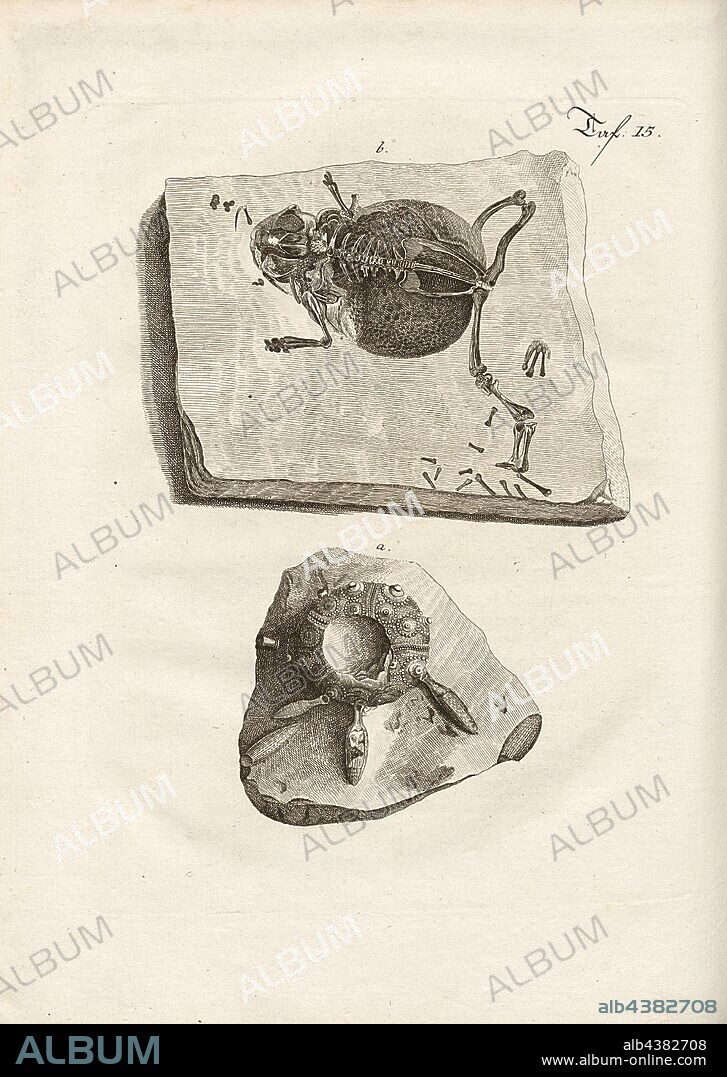 Fossils 6, Petrification of a toad and a sea urchin, copperplate engraving, pl. 15, after p. 266, Johann Gerhard Reinhard Andreae, Briefe aus der Schweiz. Nach Hannover geschrieben in dem Jare 1763. Zürich [etc.]: bei Joh. Caspar Füessli Sohn [etc.], 1776.