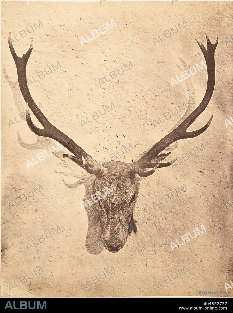 HORATIO ROSS. Stag Trophy Head Killed by Ned Ross, ca. 1857.
