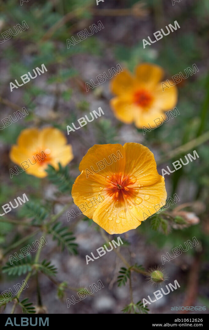 The Arizona Poppy (Kallstroemia grandiflora) is a summer annual herb of the deserts of the Southwestern United States, California, and northern Mexico.