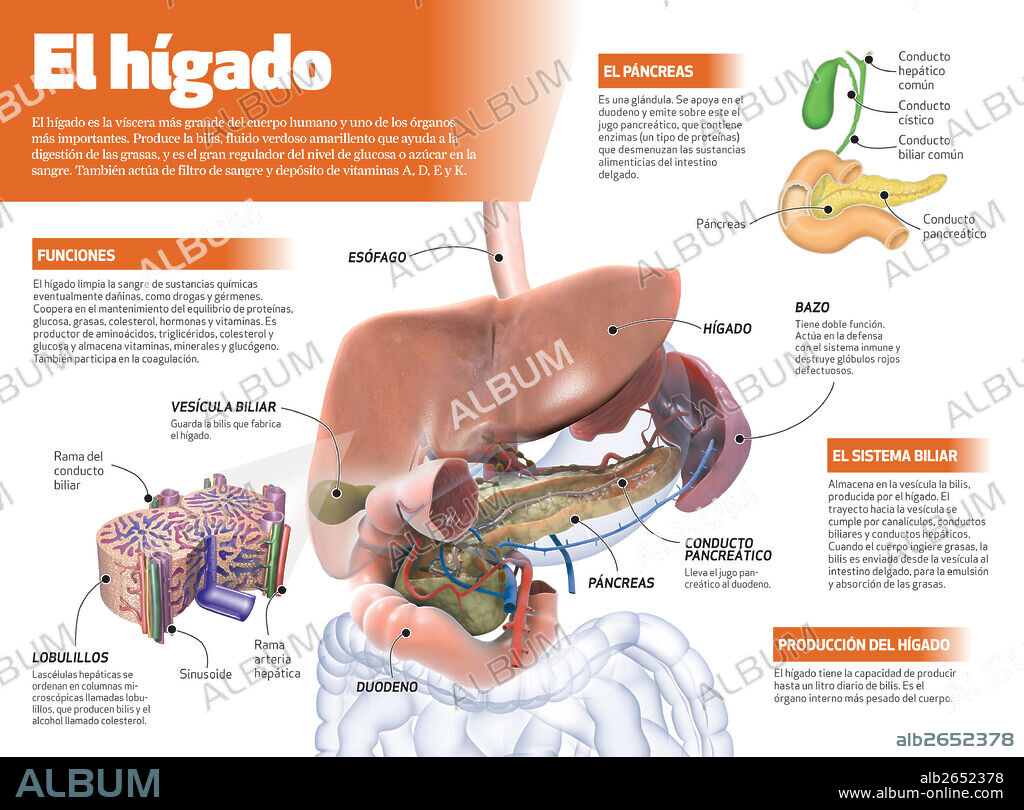 El hígado. Infografía del hígado humano.