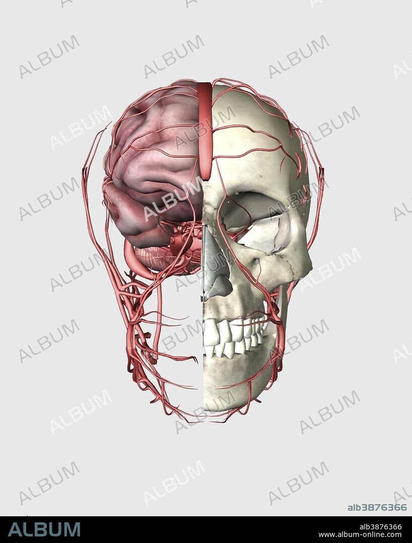 Transectional view of human skull showing half brain with veins.