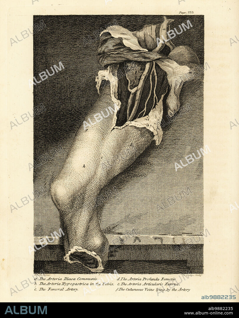Arteria iliaca communis a, arteria hypogastrica in the pelvis b, femoral artery c, arteria profunda femoris d, arteria articularis externa e, and cutaneous veins lying by the artery f.
