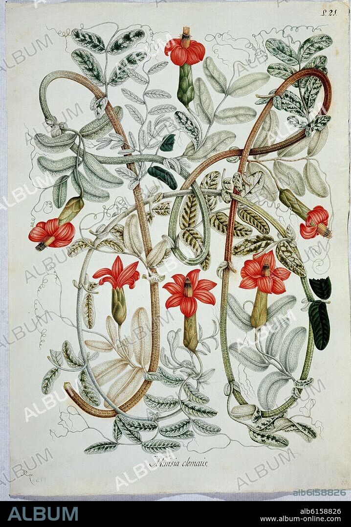 CELESTINO MUTIS (1732-1808). LAMINA - MURISIA CLEMANTIS.