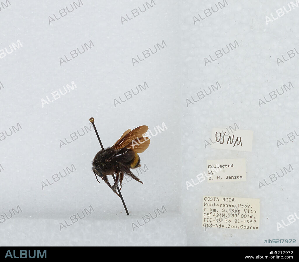 6 km South San Vito, Puntarenas, Costa Rica, Bombus (Pyrobombus) mixtus Cresson, 1878, Animalia, Arthropoda, Insecta, Hymenoptera, Apidae, Apinae.