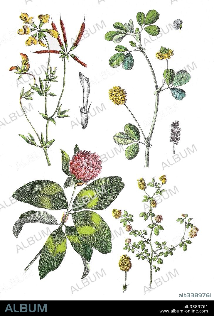 Common bird's-foot trefoil, Lotus corniculatus (top left), black medick, Medicago lupulina (top right), red clover, Trifolium pratense (bottem left), field clover, Trifolium campestre (bottem right).