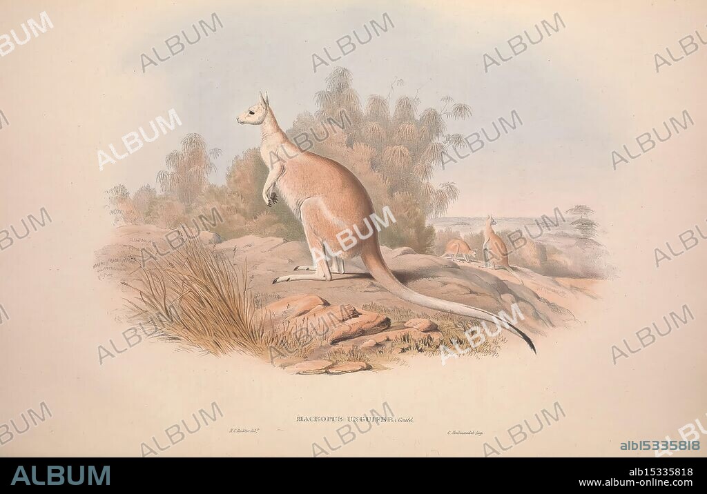 A monograph of the Macropodidae, or family of kangaroos, London, The Author 1841-1842, kangaroos, Australia, Gould, John Gould, mammals, Australia, macropods, Macropodidae, Gould, Gould Australia, Macropus unguifer, Henry Constantine Richter, Australia, John Gould, marsupials, taxonomy: family= Macropodidae, nail-tailed kangaroo, taxonomy: trinomial= Onychogalea unguifera unguifera, Onychogalea unguifera, northern nail-tail wallaby, A kangaroo stands in a natural setting, poised on its hind legs, with its long tail providing balance. The background features a landscape of gently rolling hills and sparse vegetation, accompanied by distant figures of more kangaroos grazing nearby. The overall scene captures the essence of the Australian outback, showcasing the unique wildlife in its natural habitat. The kangaroo's fur is rendered with careful attention to detail, highlighting its distinctive features, while the surrounding flora adds depth to the environment.