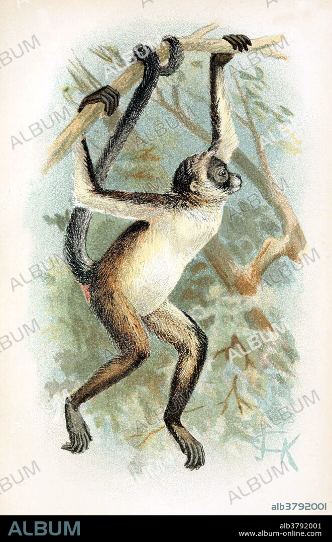 The brown spider monkey or variegated spider monkey (Ateles hybridus) is a critically endangered species of spider monkey, a type of New World monkey, from forests in northern Colombia and northwestern Venezuela. Like all spider monkeys, it has very long, spindly limbs and a lengthy prehensile tail which can almost be called a fifth limb. The brown spider monkey has a whitish belly and patch on the forehead, and the eyes are sometimes pale blue. They mainly forage in the canopies of forests and rely mostly on their senses of sight, smell, taste, and touch to find food. Brown spider monkeys are mainly herbivores and frugivores. Taken from A hand-book to the primates by Henry O. Forbes, published 1894.