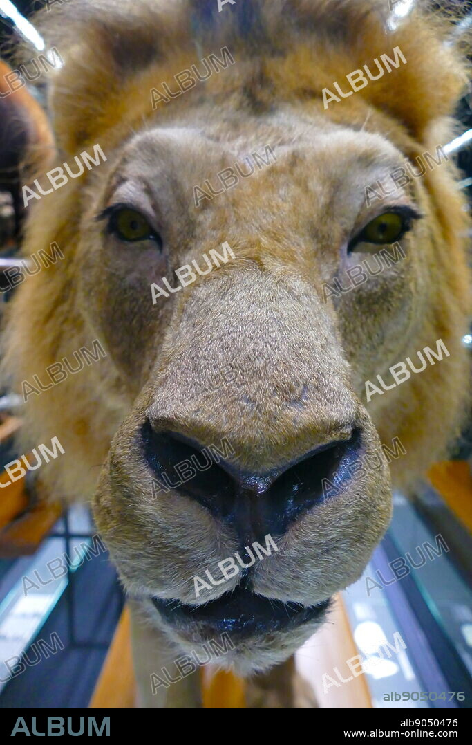 Example of African Lion Taxidermy. Taxidermy is the art of preparing, stuffing, and mounting the skins of animals with lifelike effect. Dated 21st Century.