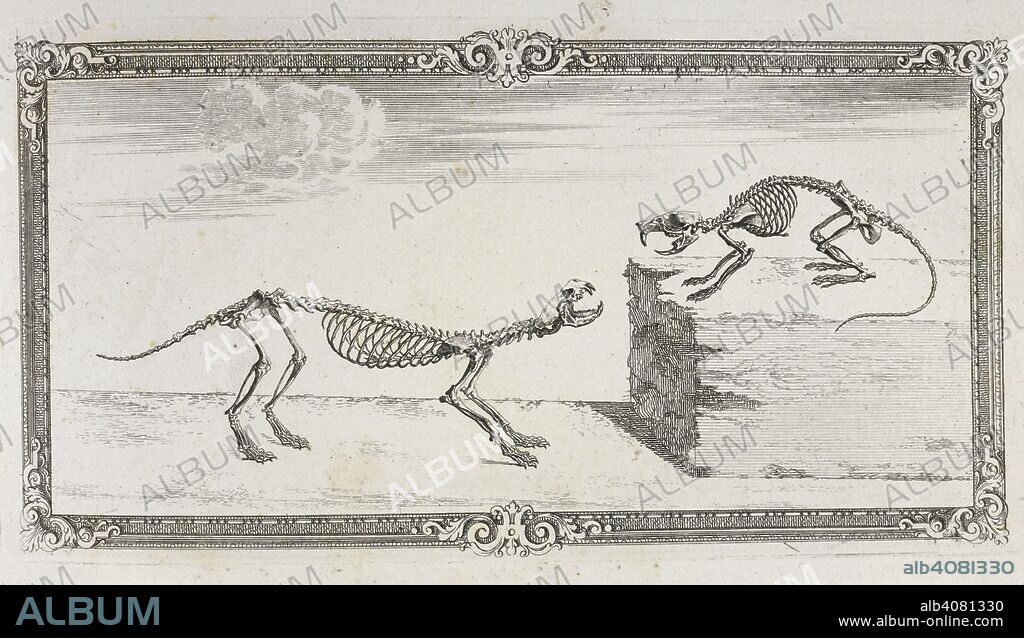 WILLIAM CHESELDEN. Skeletons of a weasel and rat. Osteographia, or the Anatomy of the bones. London, 1733. Source: 47.i.12 chapter VIII. Headpiece.