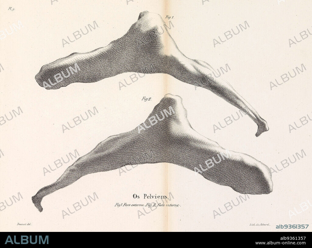 Hip bone of the whale, 1827, Os Pelviens (title on object), Two views of the hip bone of the whale. Illustration in a publication about the whale stranded near Ostend on November 4, 1827. The whale was owned by H. Kessels and J. Dubar., print maker: Bossuet (mentioned on object), intermediary draughtsman: Bossuet (mentioned on object), Brussels, 1828, paper, height 228 mm × width 280 mm.