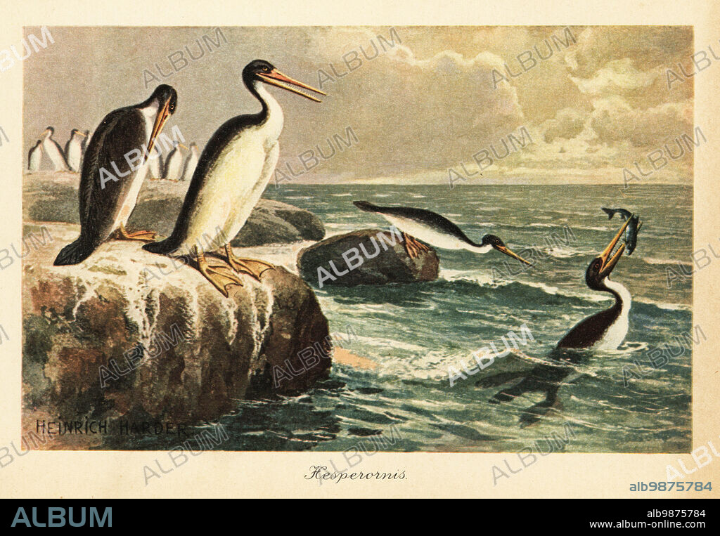 Hesperornis regalis, extinct species of ancient flightless bird of the late Cretaceous period, descended from earlier flying birds of the Mesozoic Era. Hesperornis.Colour printed illustration by Heinrich Harder from Wilhelm Bolsches Tiere der Urwelt (Animals of the Prehistoric World), Reichardt Cocoa company, Hamburg, 1908. Heinrich Harder (1858-1935) was a German landscape artist and book illustrator.