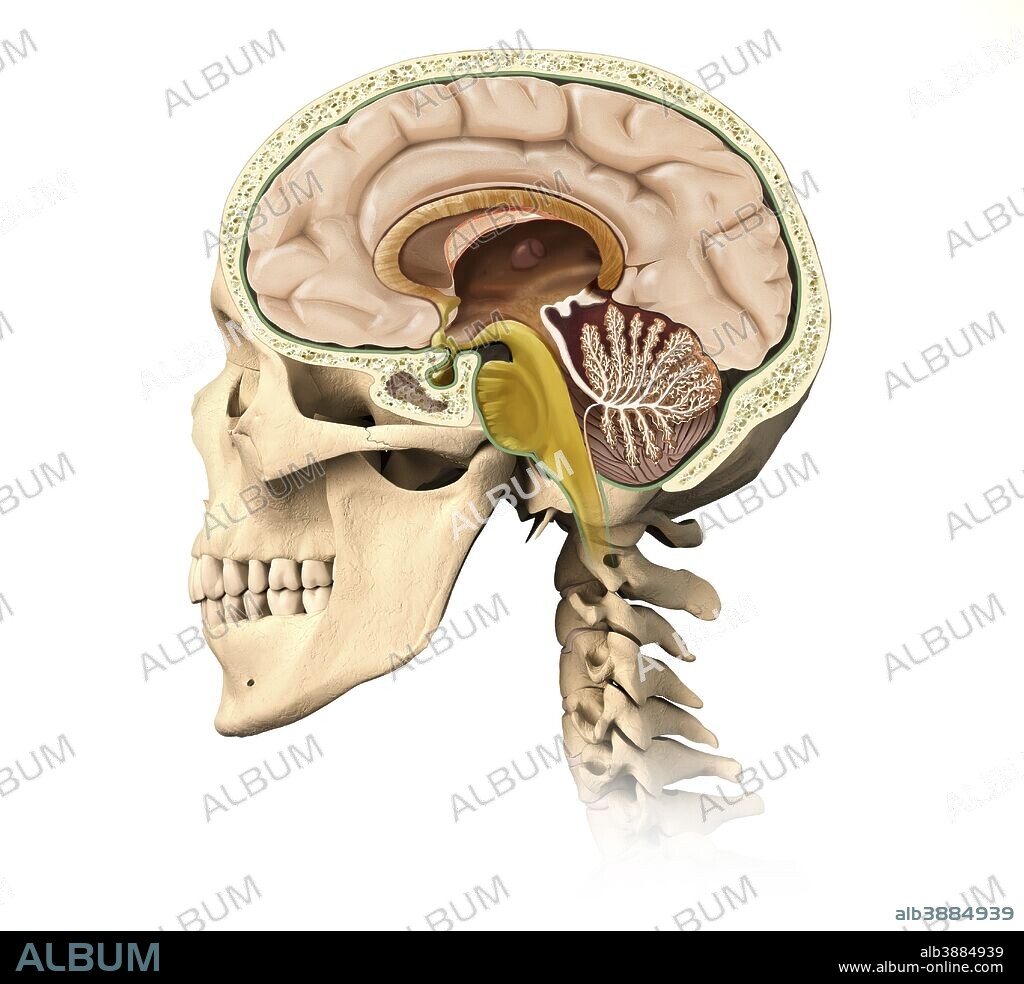 Cutaway view of human skull showing brain details, side view.