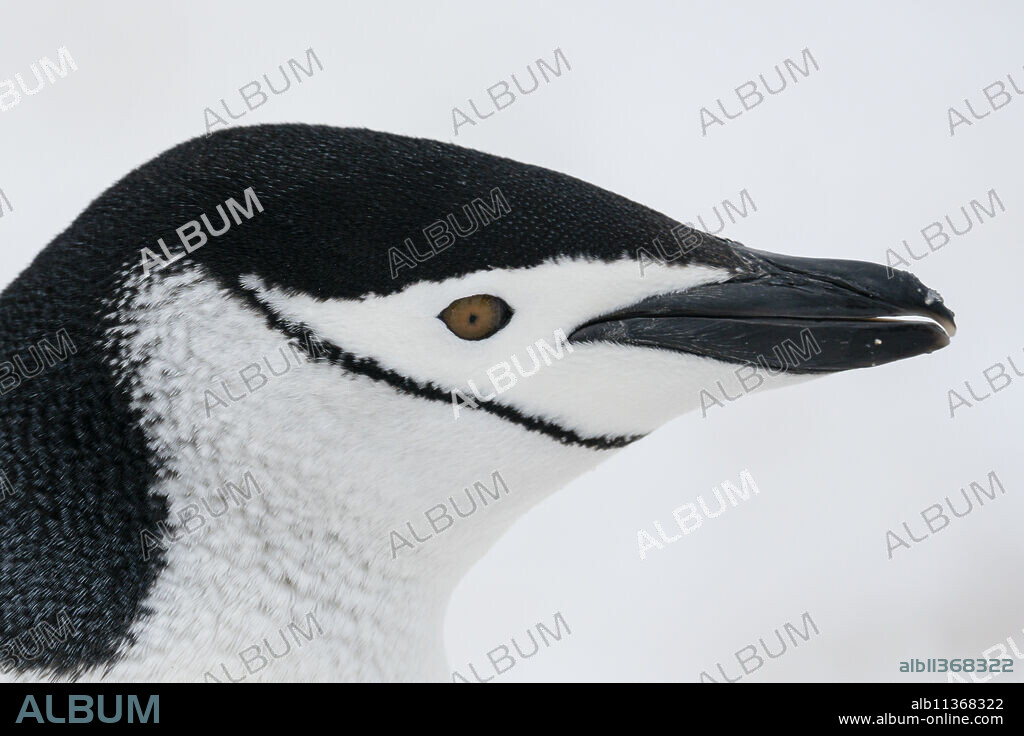 Close-up of head of Chinstrap penguin (Pygoscelis antarcticus), Half Moon Island, Antarctica, Polar Regions.