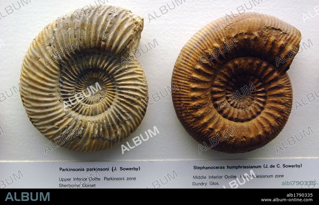 Ammonites. Parkinsonia parkinsoni (left) and Stephanoceras humphriesianum (right). Natural History Museum. London. United Kingdom.