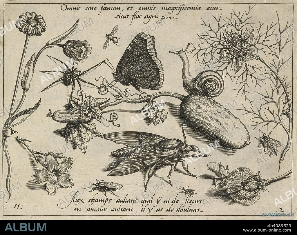 GEORG HOEFNAGEL. An engraving representing insects, fruits, flowers, etc. Archetypa studiaque patris G. Hoefnagelii Jacobus F. ... ab ipso sculpta ... philomusis ... communicat. [A series of engravings representing insects, fruits, flowers, etc.]. Francofurti ad MÅ“num, 1592. Source: 434.d.18.(2) plate 11.